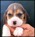Boy 2 Front wk 4